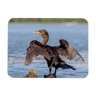 Doppelkreuzer Kormoran am Champlain See Magnet