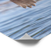 Doppelkreuzer Kormoran am Champlain See Poster (Ecke)