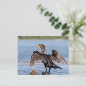 Doppelkreuzer Kormoran am Champlain See Postkarte (Stehend Vorderseite)