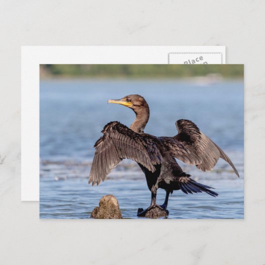 Doppelkreuzer Kormoran am Champlain See Postkarte (Vorne/Hinten)