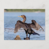 Doppelkreuzer Kormoran am Champlain See Postkarte (Vorderseite)