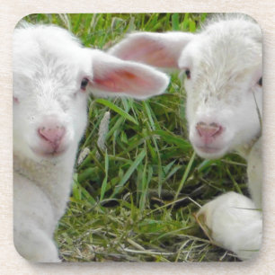 Doppellamm-Baby-Tierdenken an Sie Untersetzer