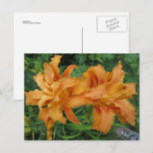 Doppellilie Postkarte (Vorne/Hinten)