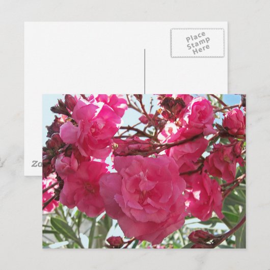 DoppelOleander 1 Postkarte (Vorne/Hinten)