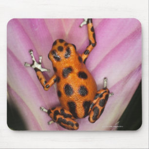 Doppelpunkt-Insel-Pfeil-Frosch, Oophaga pumilio Mousepad