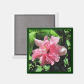 Doppelrosa Hibiskus mit Raindrops Magnet (Vorderseite/Rückseite)