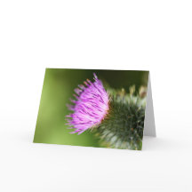 Doppelrosa Kirschblüten im Begrüßungsfrühling