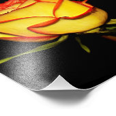 Doppelrot und Gelb Rosenblüte Fotodruck (Ecke)