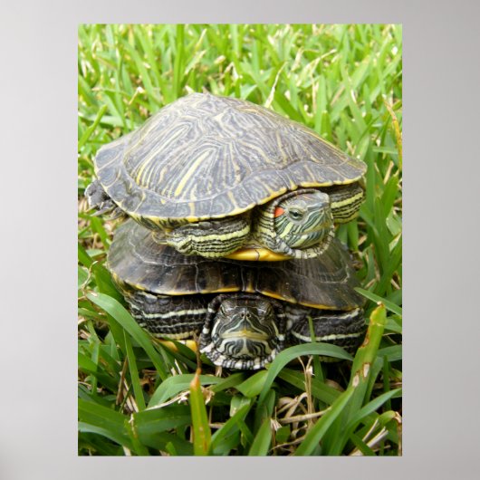 Doppelschildkröten Poster (Vorne)