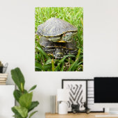 Doppelschildkröten Poster (Heimbüro)