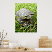 Doppelschildkröten Poster (Küche)