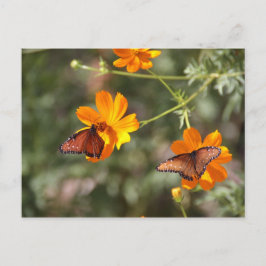 Doppelschmetterling Postkarte