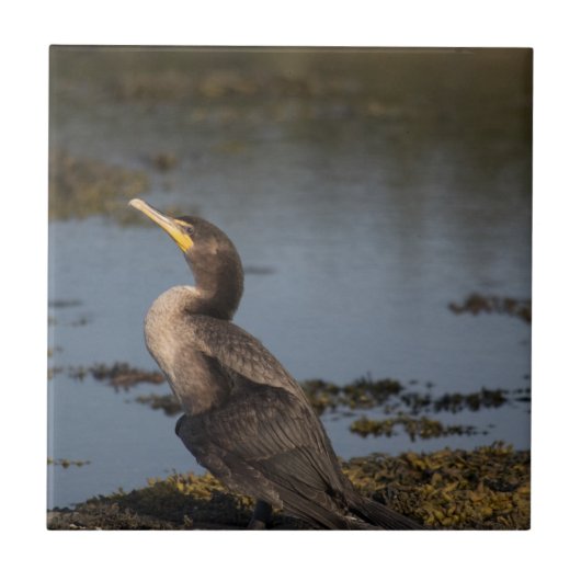 Doppelschnabelkormoran Fliese (Vorderseite)