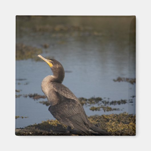 Doppelschnabelkormoran Magnet (Vorne)
