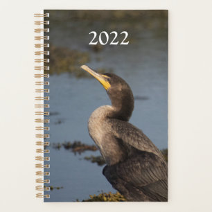 Doppelschnabelkormoran Planer