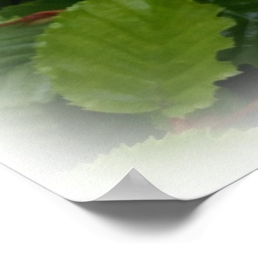 doppelte Blätter Poster (Ecke)