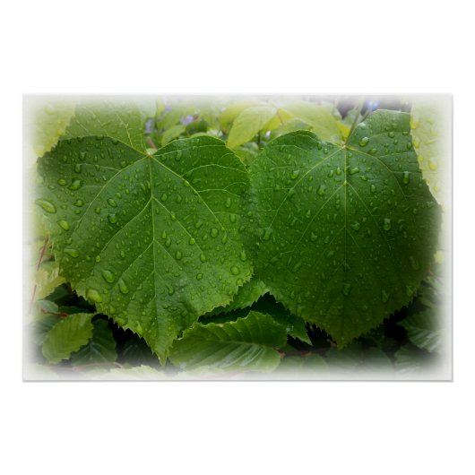 doppelte Blätter Poster (Vorderseite)