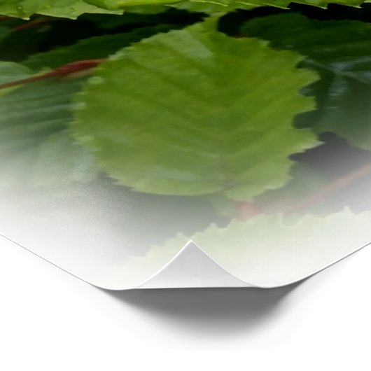 doppelte Blätter Poster (Ecke)