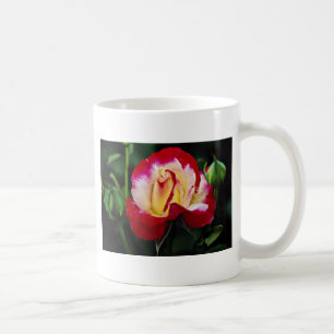 Doppelte Freuden-hybrider Tee-Rose "Andeli" weiße Kaffeetasse