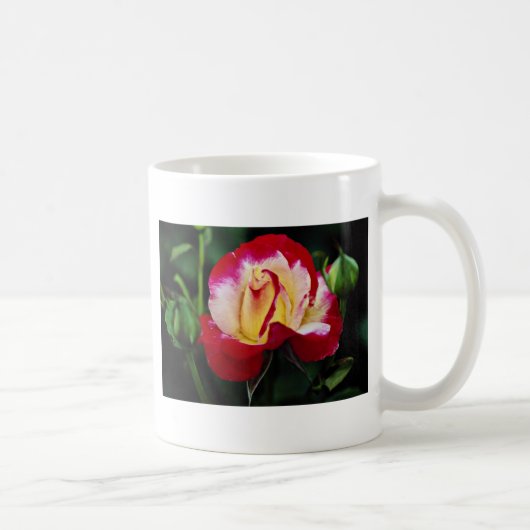Doppelte Freuden-hybrider Tee-Rose "Andeli" weißer Kaffeetasse (Rechts)
