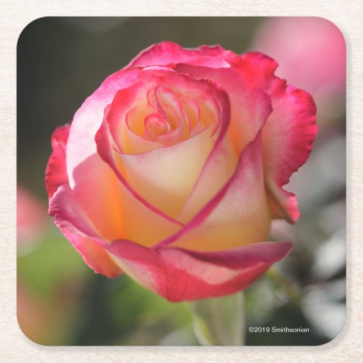 Doppelte Freuden-Rose Rechteckiger Pappuntersetzer (Vorderseite)