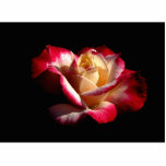 Doppelte Freuden-Rosen-Foto-Skulptur #2 2222 Freistehende Fotoskulptur<br><div class="desc">Eine einfach herrliche doppelte Freuden-Rose
Ich dachte,  dass sie eine nette Skulptur machen würde</div>