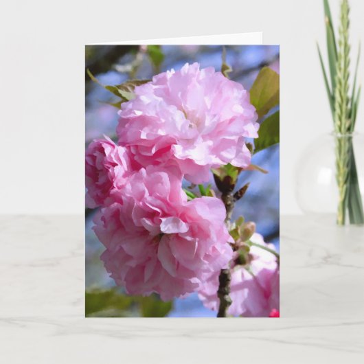 Doppelte Kirschblüten Karte (Vorderseite)