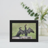 Doppelte Kormoran-Foto-Postkarte mit Haube Postkarte (Stehend Vorderseite)