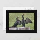 Doppelte Kormoran-Foto-Postkarte mit Haube Postkarte (Vorne/Hinten)