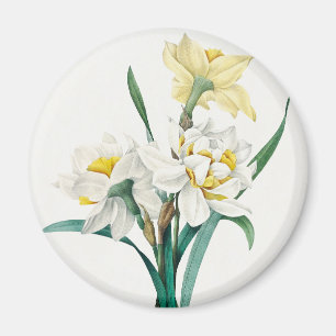 Doppelte Narzisse, Pierre-Joseph Redouté, 1827 Magnet