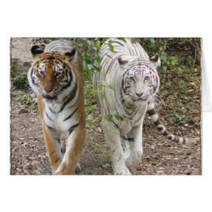DOPPELTE TIGER ORANGE/WHITE DES PROBLEM-2