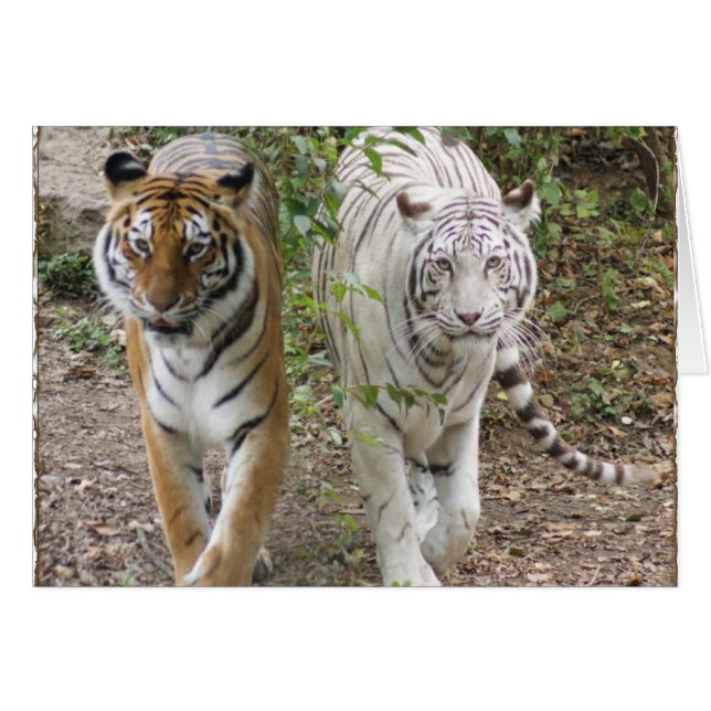 DOPPELTE TIGER ORANGE/WHITE DES PROBLEM-2 (Vorderseite (Horizontal))
