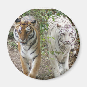 DOPPELTE TIGER ORANGE/WHITE DES PROBLEM-2 MAGNET