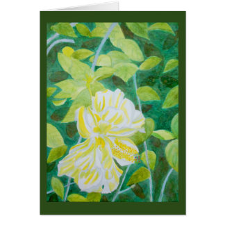 Doppelter weißer Hibiskus-Blume Watercolor