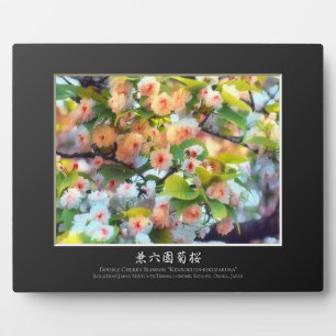Doppeltes Kirschblossom: Kenrokuen-kikuzakura Fotoplatte