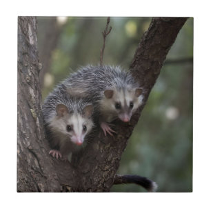 Doppeltes Problem in der Canopy: Zwei Possummen Fliese