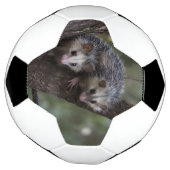 Doppeltes Problem in der Canopy: Zwei Possummen Fußball (Gedreht)