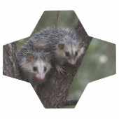 Doppeltes Problem in der Canopy: Zwei Possummen Fußball (Flach)