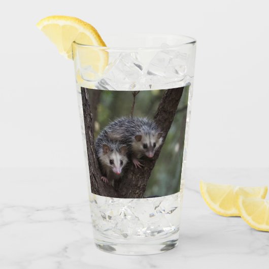 Doppeltes Problem in der Canopy: Zwei Possummen Glas (Vorderseite Ice)
