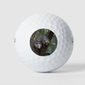Doppeltes Problem in der Canopy: Zwei Possummen Golfball (Vorderseite)