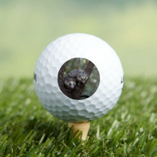 Doppeltes Problem in der Canopy: Zwei Possummen Golfball