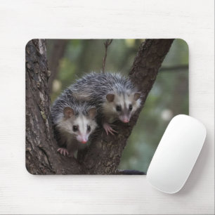 Doppeltes Problem in der Canopy: Zwei Possummen Mousepad