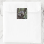 Doppeltes Problem in der Canopy: Zwei Possummen Quadratischer Aufkleber (Tasche)