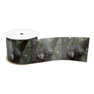 Doppeltes Problem in der Canopy: Zwei Possummen Satinband