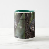 Doppeltes Problem in der Canopy: Zwei Possummen Tasse (Zentrum)