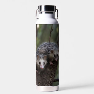 Doppeltes Problem in der Canopy: Zwei Possummen Trinkflasche