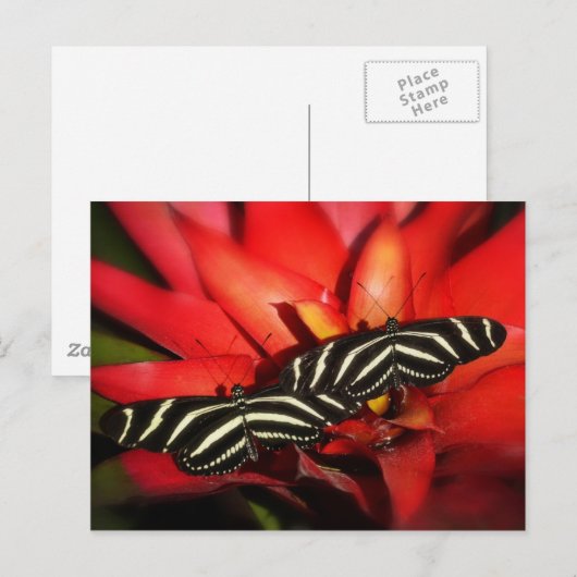 Doppeltes Problem Postkarte (Vorne/Hinten)