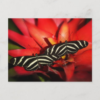 Doppeltes Problem Postkarte