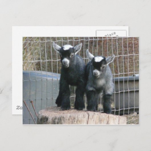 Doppeltes Problem Postkarte (Vorne/Hinten)