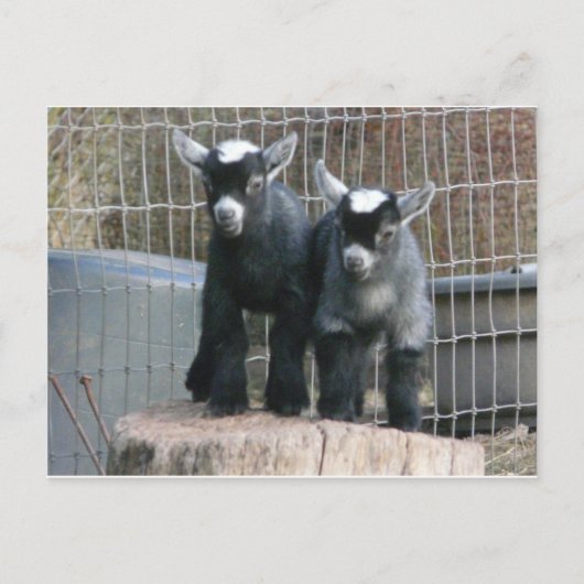 Doppeltes Problem Postkarte (Vorderseite)